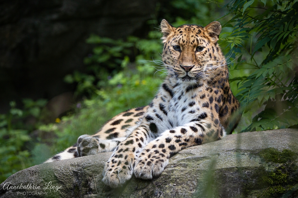 Amurleopard, Zoo Leipzig (2021)