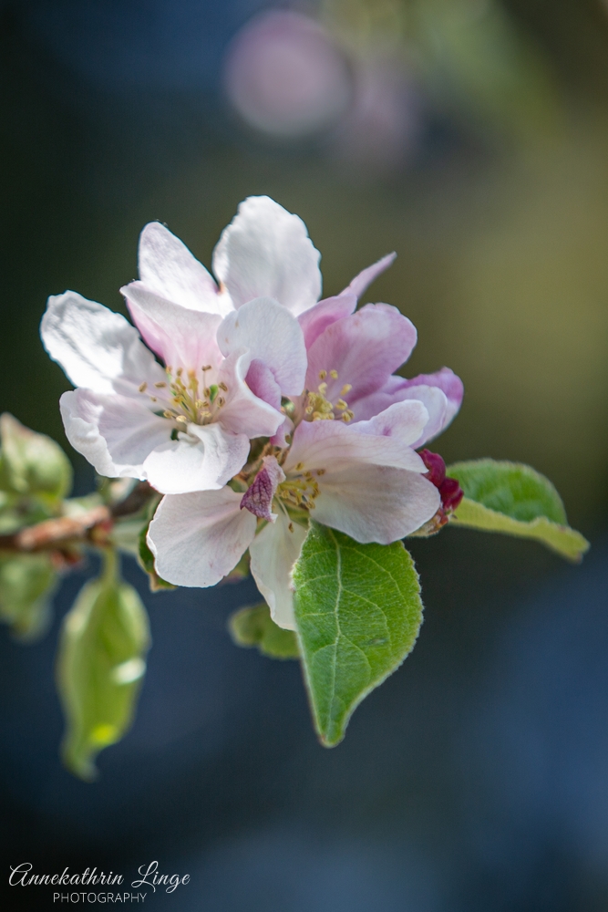 Im Garten