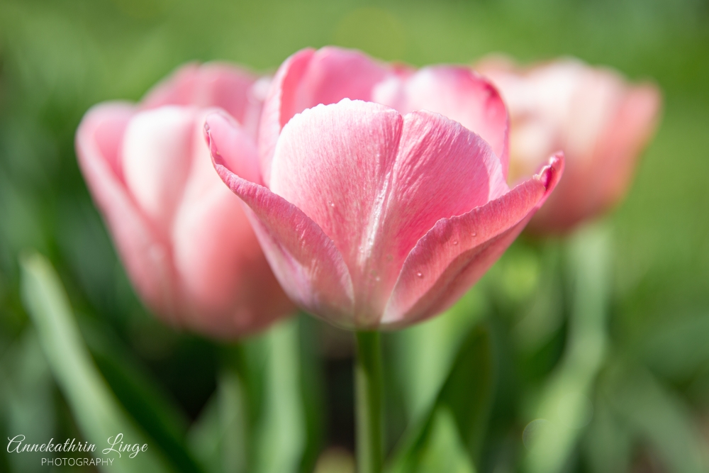 Im Garten
