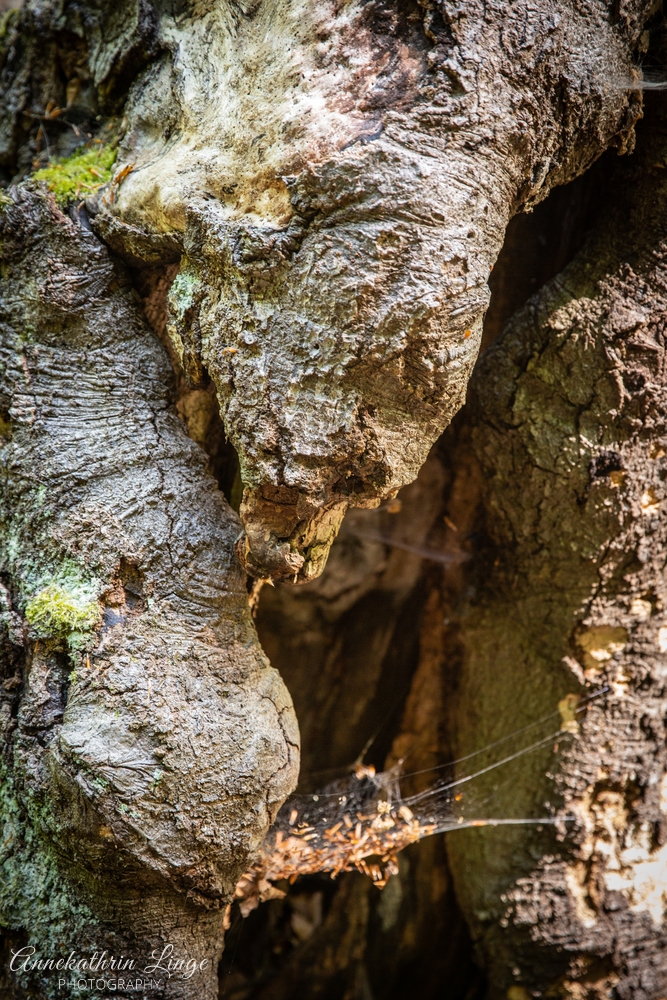 Landgrafen- und Drachenschlucht bei Eisenach
