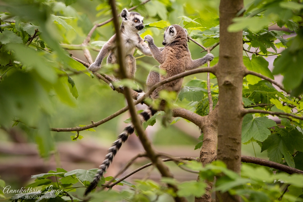 Affenwald Straußberg