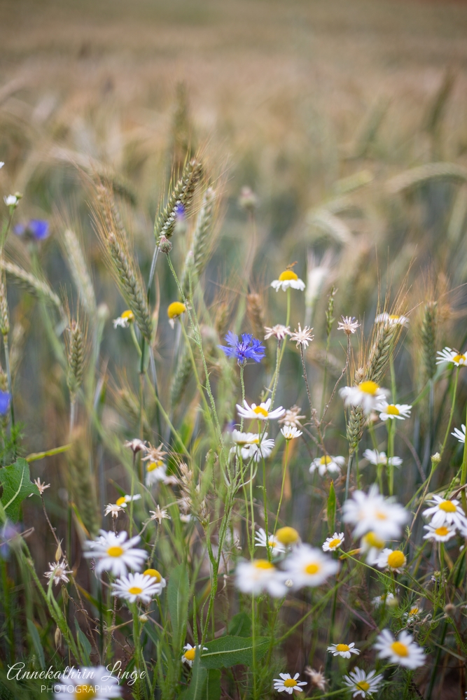 2020: Mohnblüte Germerode