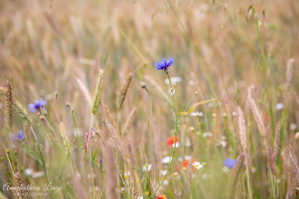 2020: Mohnblüte Germerode