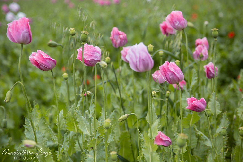 2020: Mohnblüte Germerode
