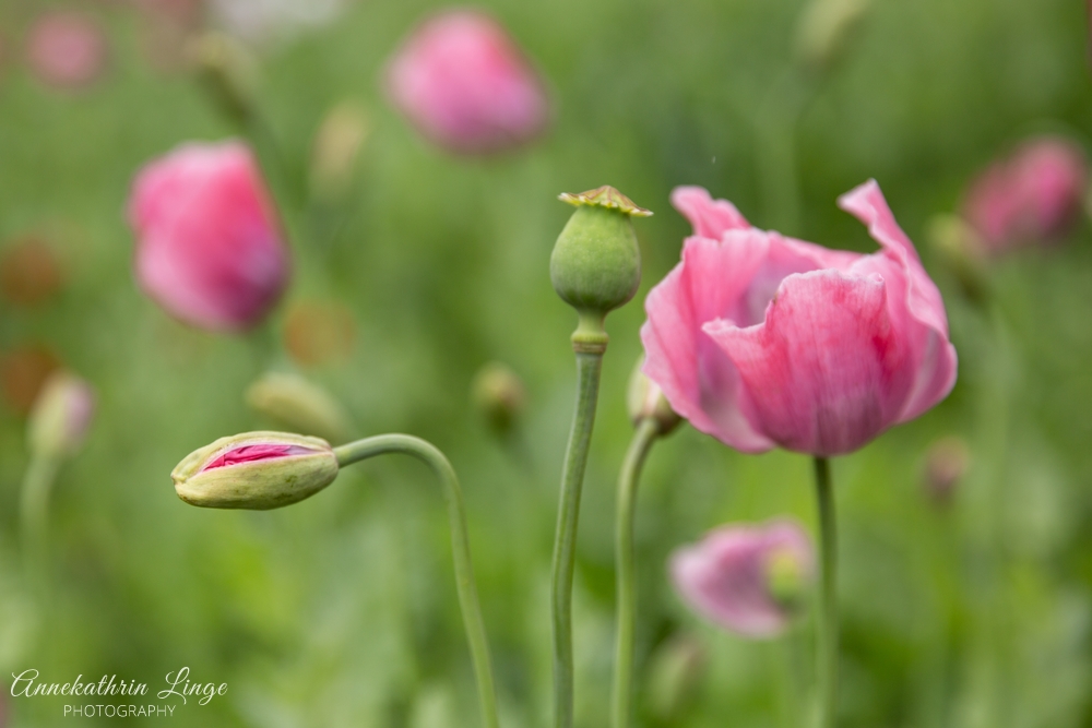 2020: Mohnblüte Germerode