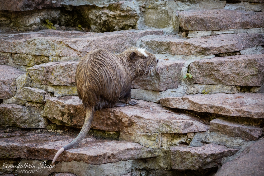 Bergzoo Halle