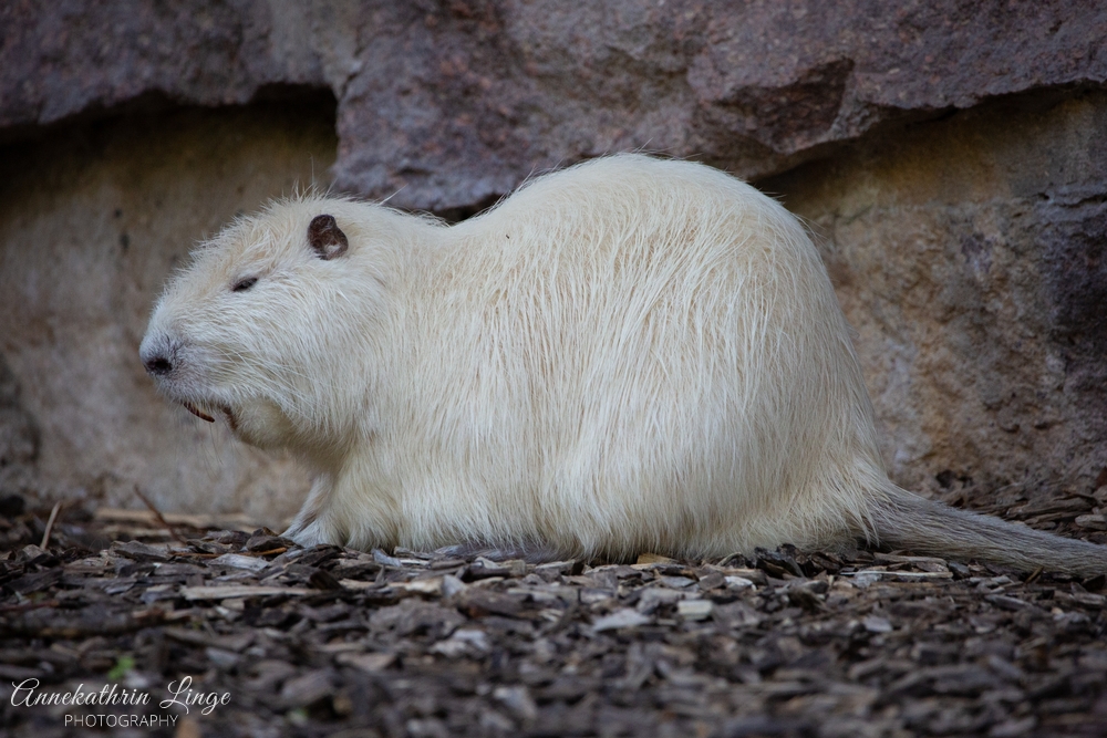 Bergzoo Halle