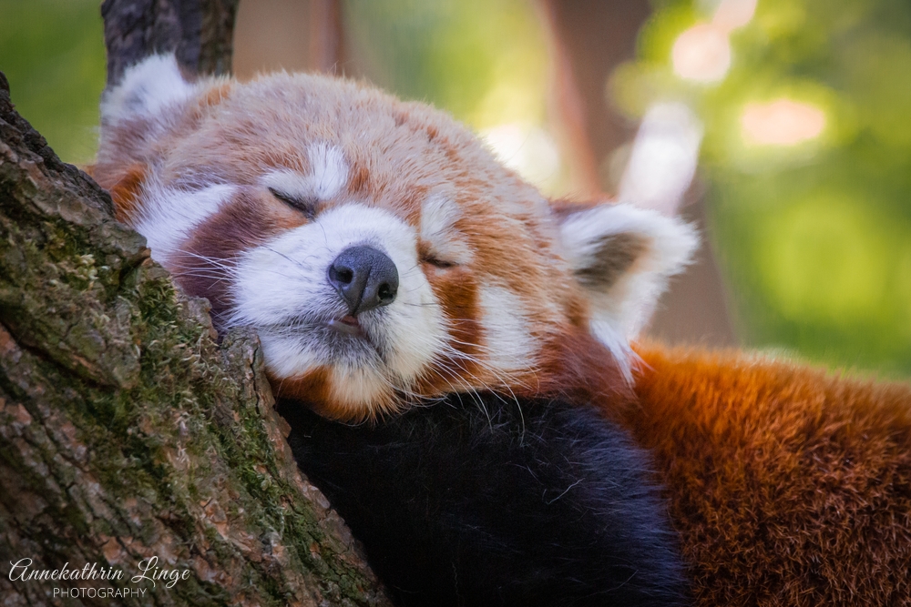Bergzoo Halle