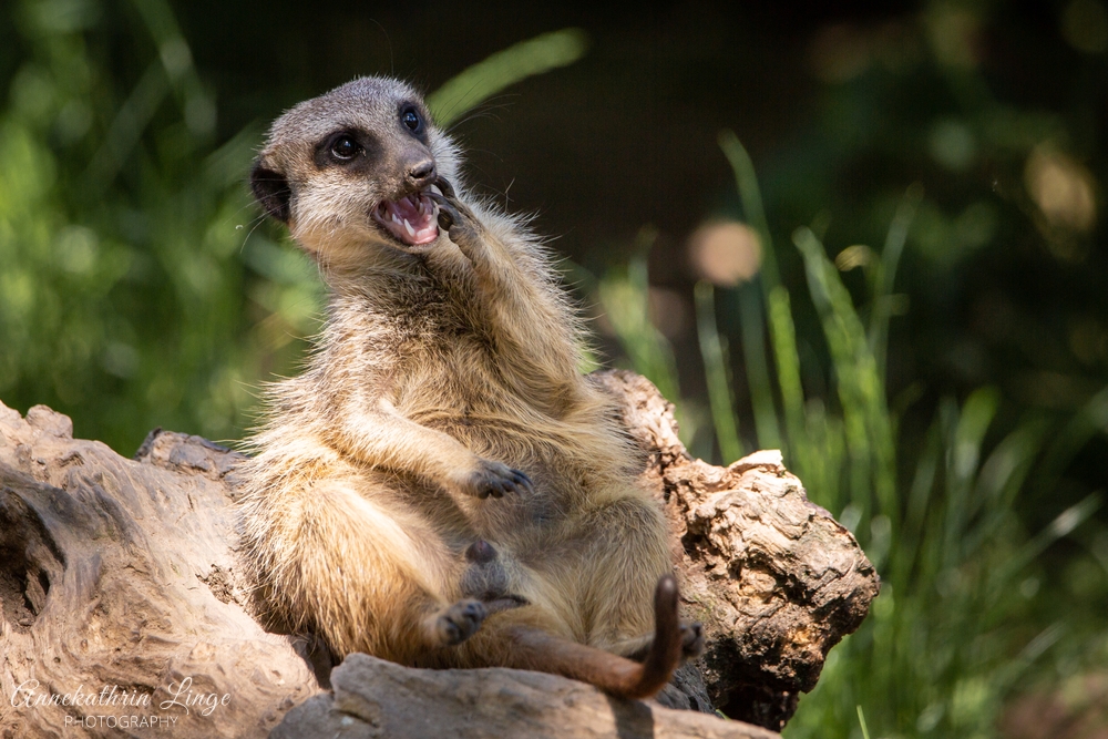 Bergzoo Halle
