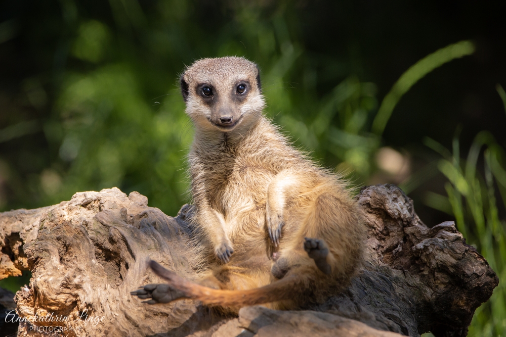 Bergzoo Halle