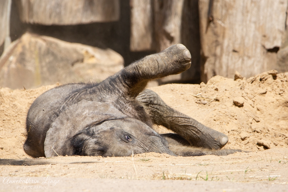 Bergzoo Halle