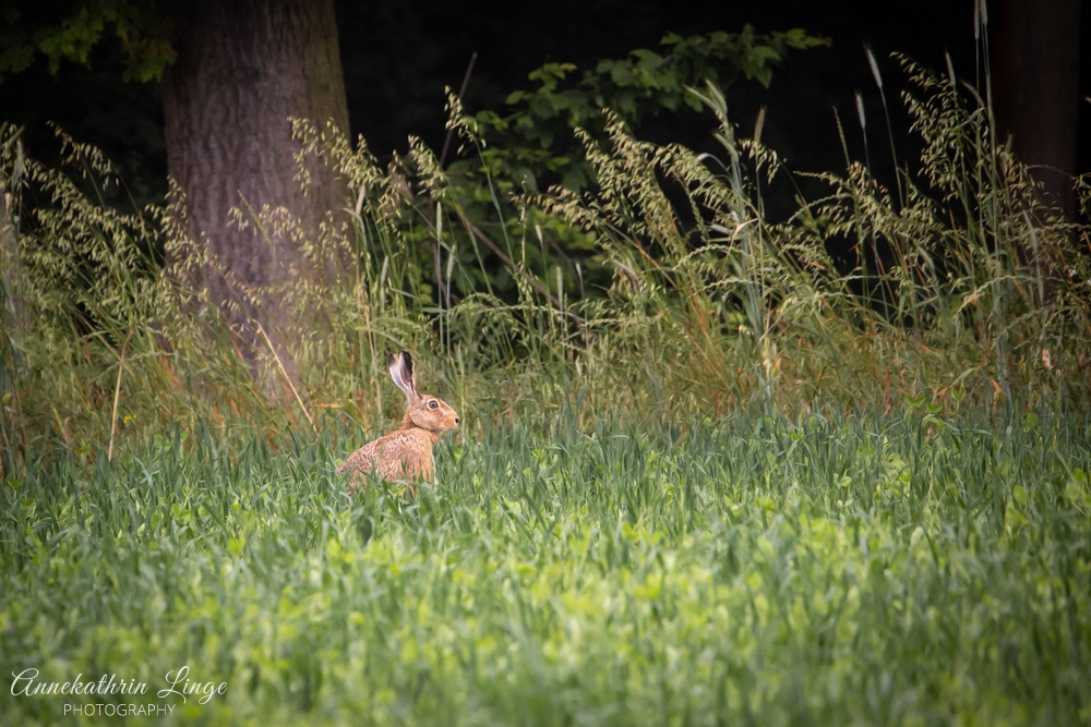 Wildlife Thüringen