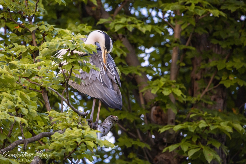 Reiher im Park