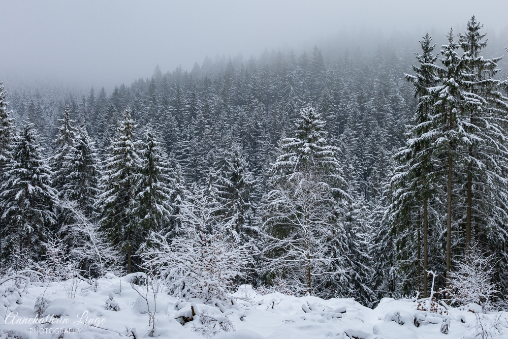 Thüringer Wald