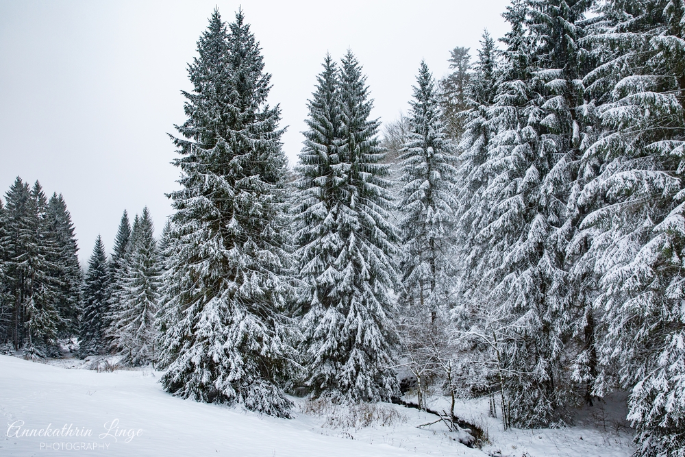 Thüringer Wald