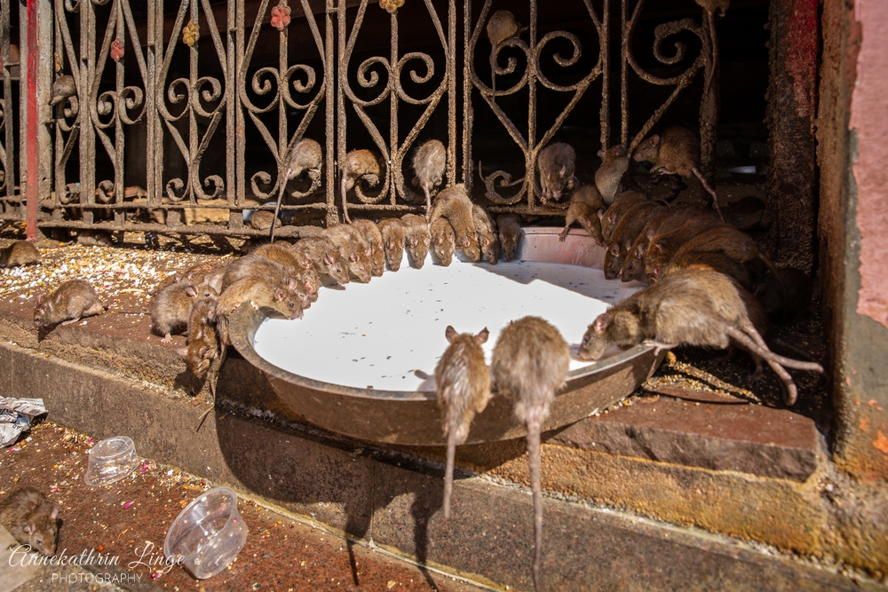 Deshnoke: Karni Mata-Tempel