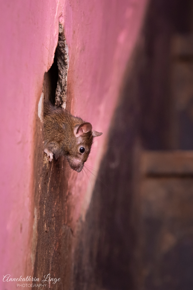 Deshnoke: Karni Mata-Tempel