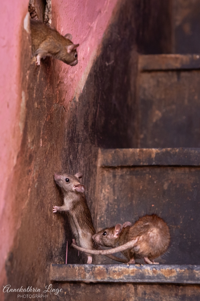 Deshnoke: Karni Mata-Tempel