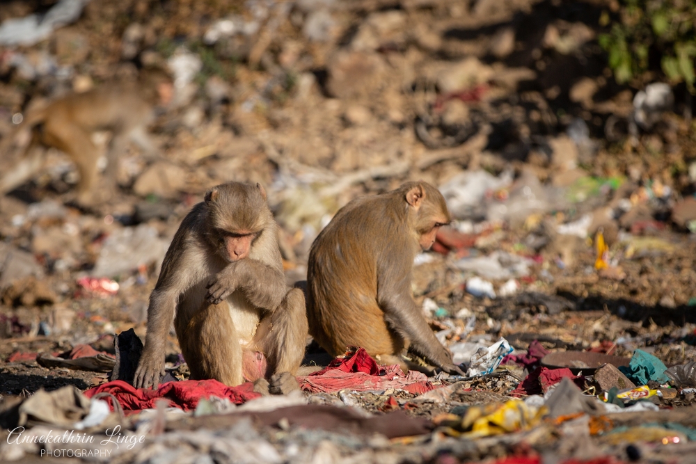 Jaipur: Galta Ji