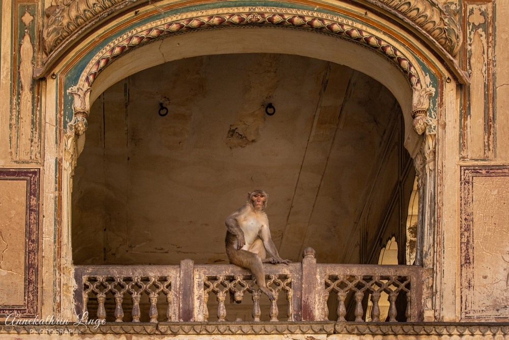 Jaipur: Galta Ji