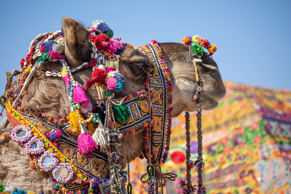 Jaisalmer: Desert Festival