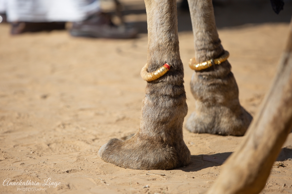 Jaisalmer: Desert Festival