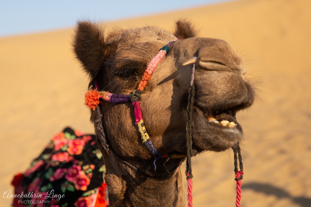 Jaisalmer: Thar-Wüste