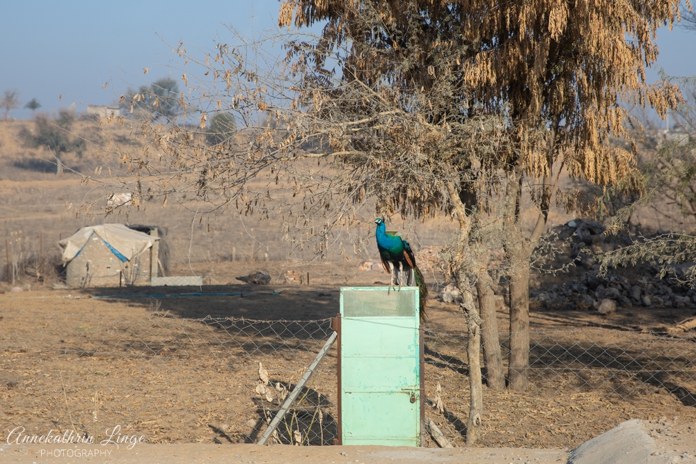 unterwegs in Rajasthan