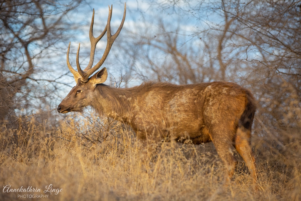 Ranthambhore