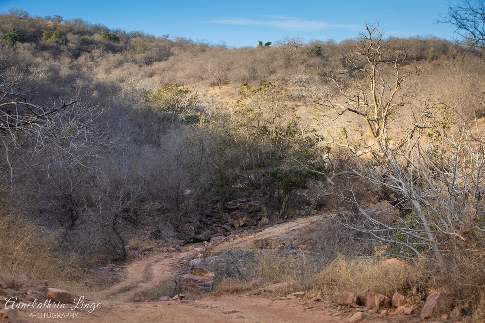Ranthambhore