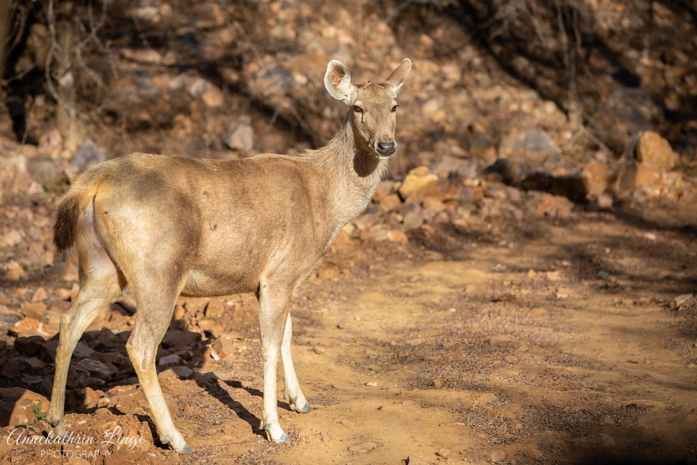 Ranthambhore