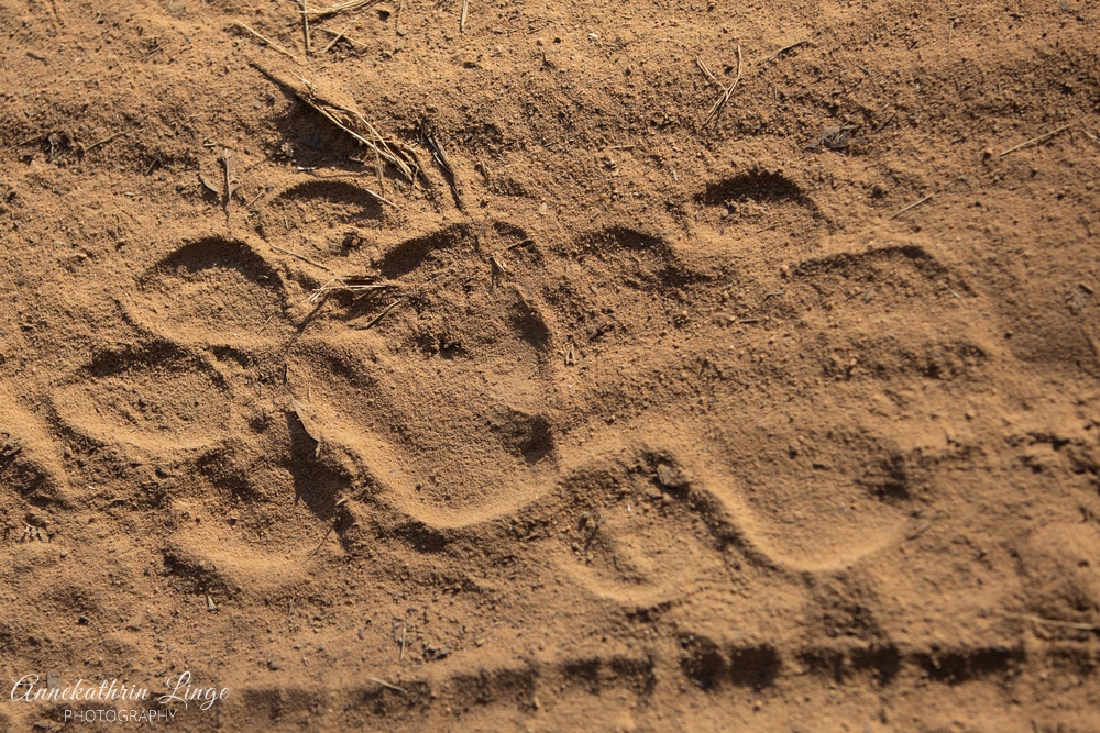 Ranthambhore