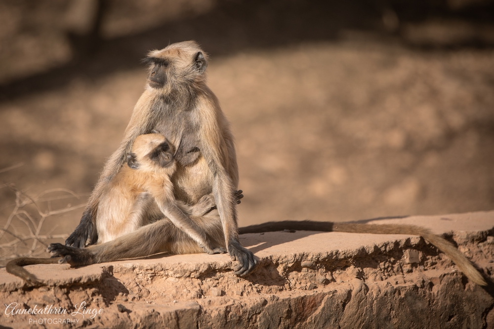 Ranthambhore
