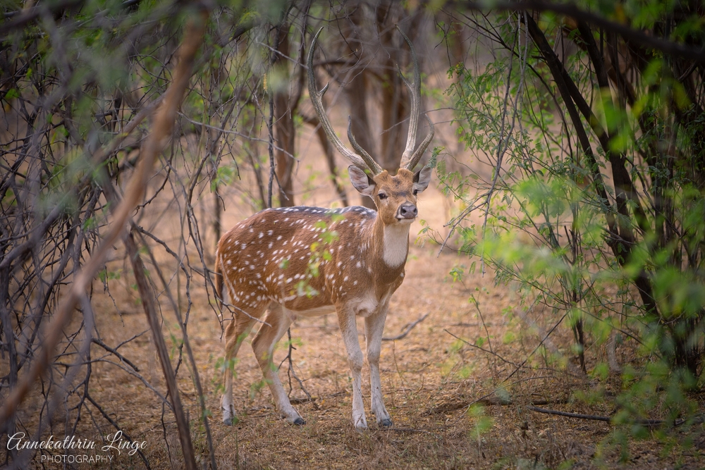 Ranthambhore