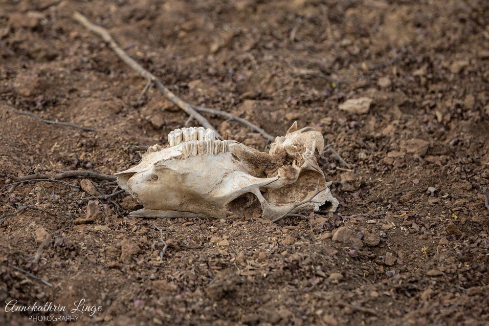 Ranthambhore