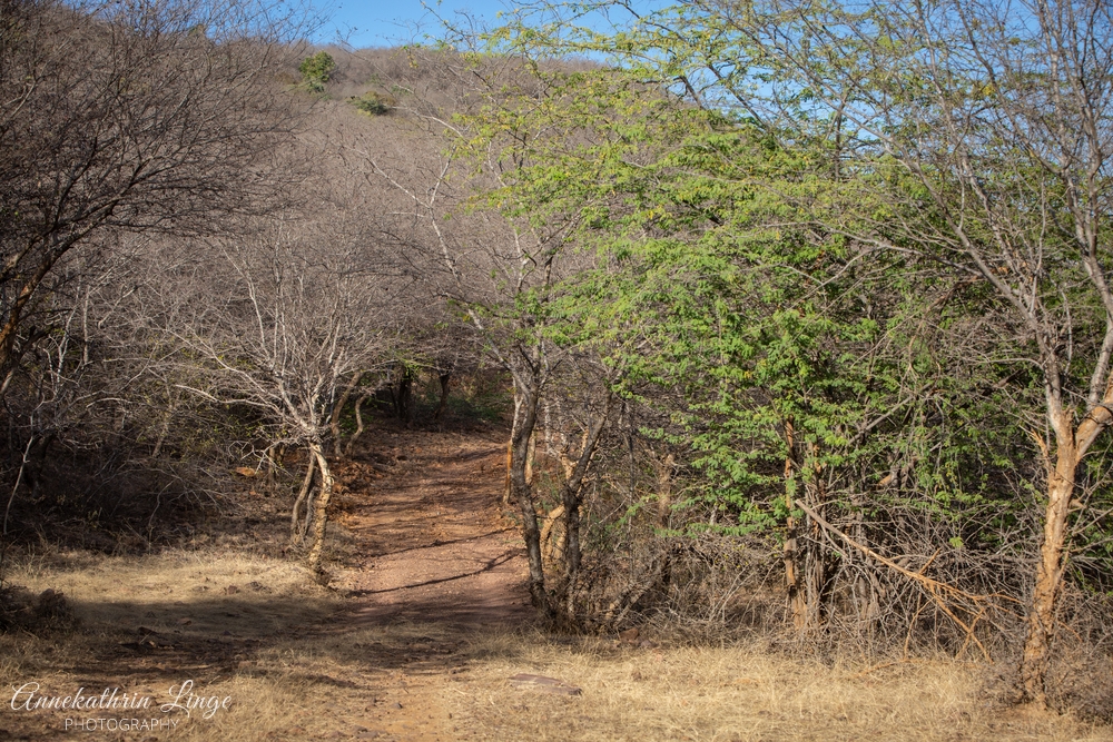 Ranthambhore