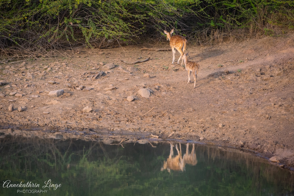 Ranthambhore