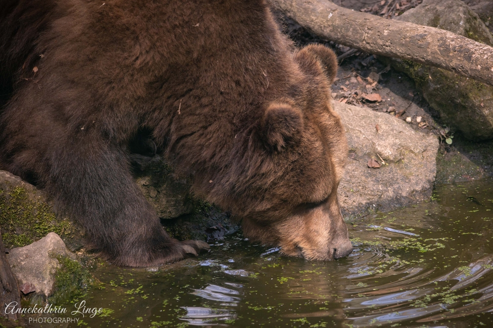 Alternativer Bärenpark Worbis