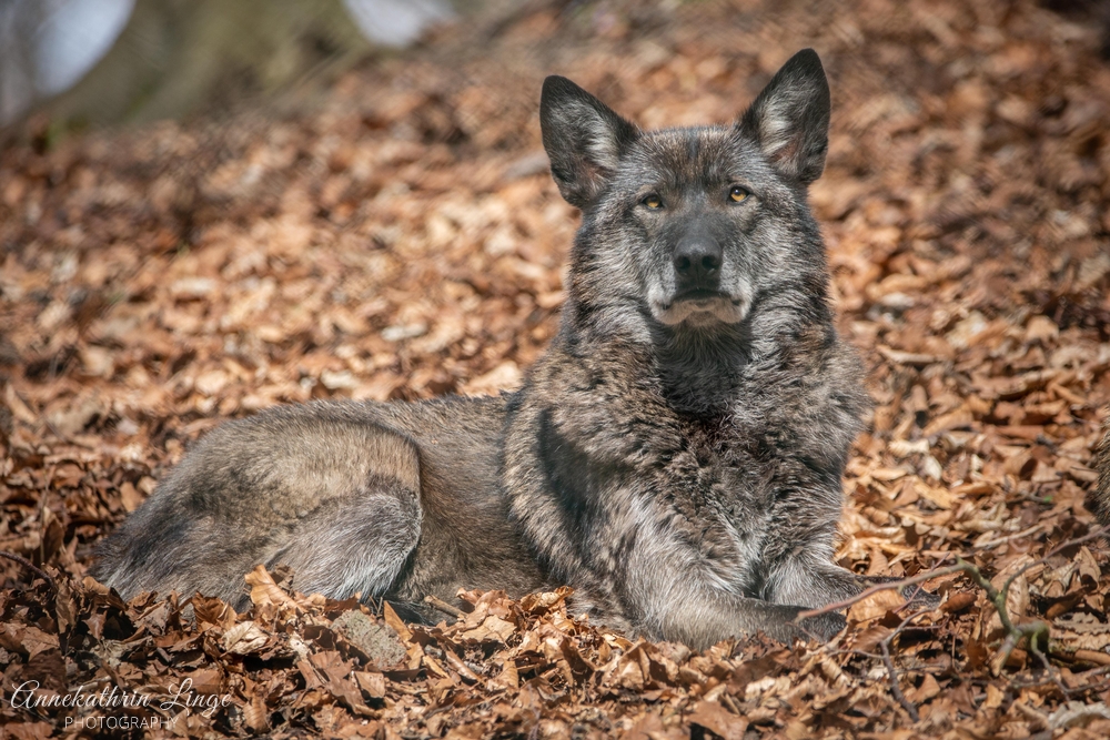 Alternativer Bärenpark Worbis