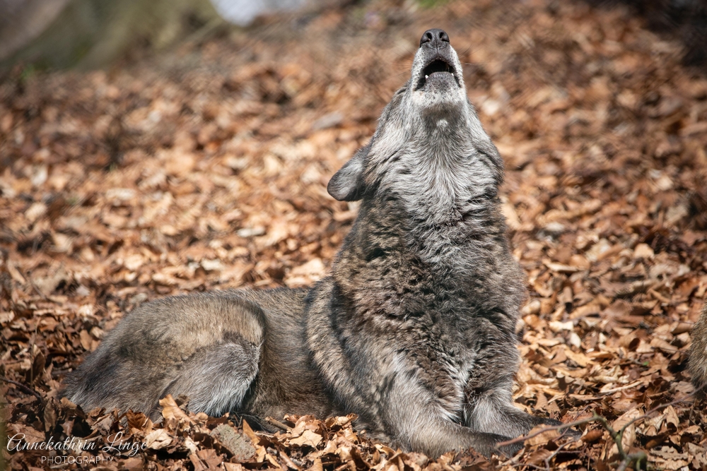 Alternativer Bärenpark Worbis