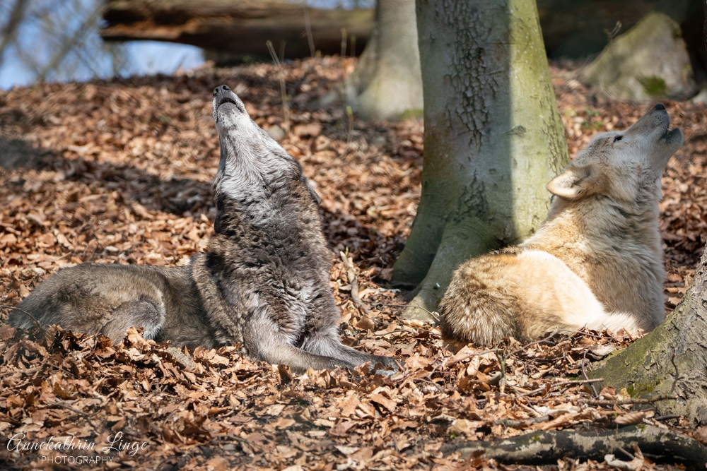 Alternativer Bärenpark Worbis