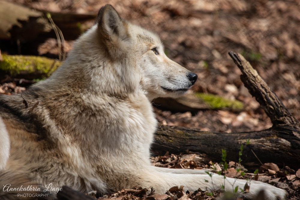 Alternativer Bärenpark Worbis