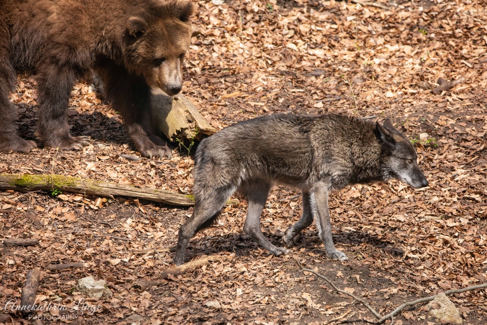 Alternativer Bärenpark Worbis
