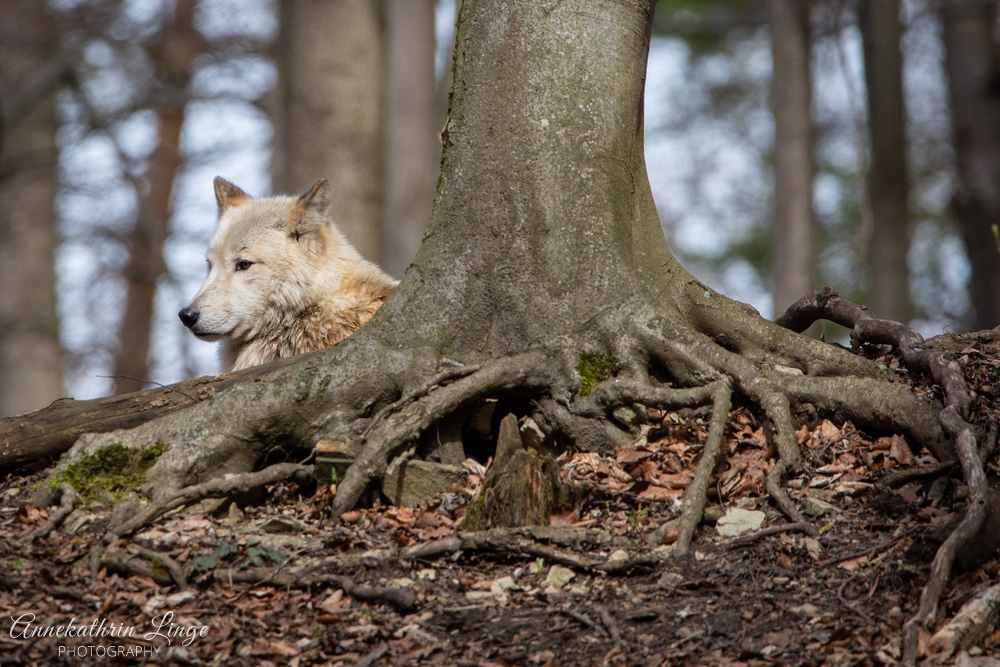 Alternativer Bärenpark Worbis