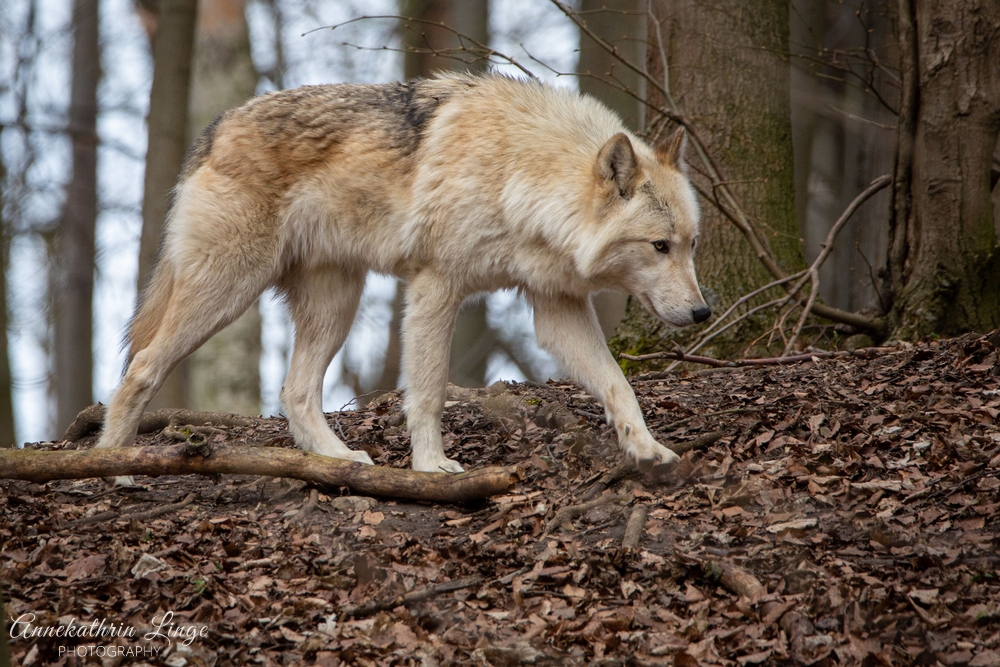 Alternativer Bärenpark Worbis