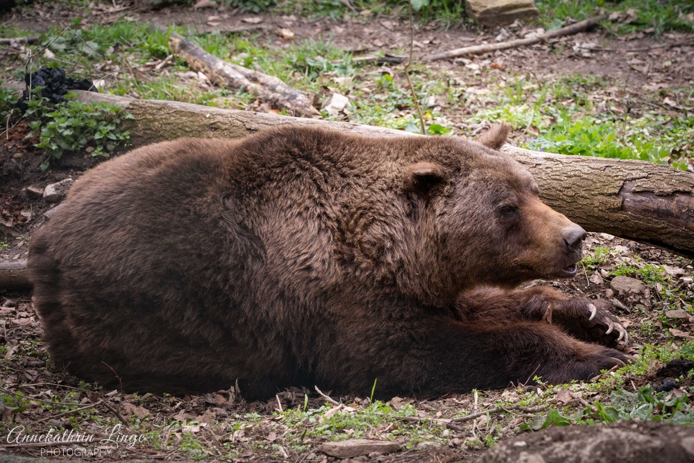 Alternativer Bärenpark Worbis