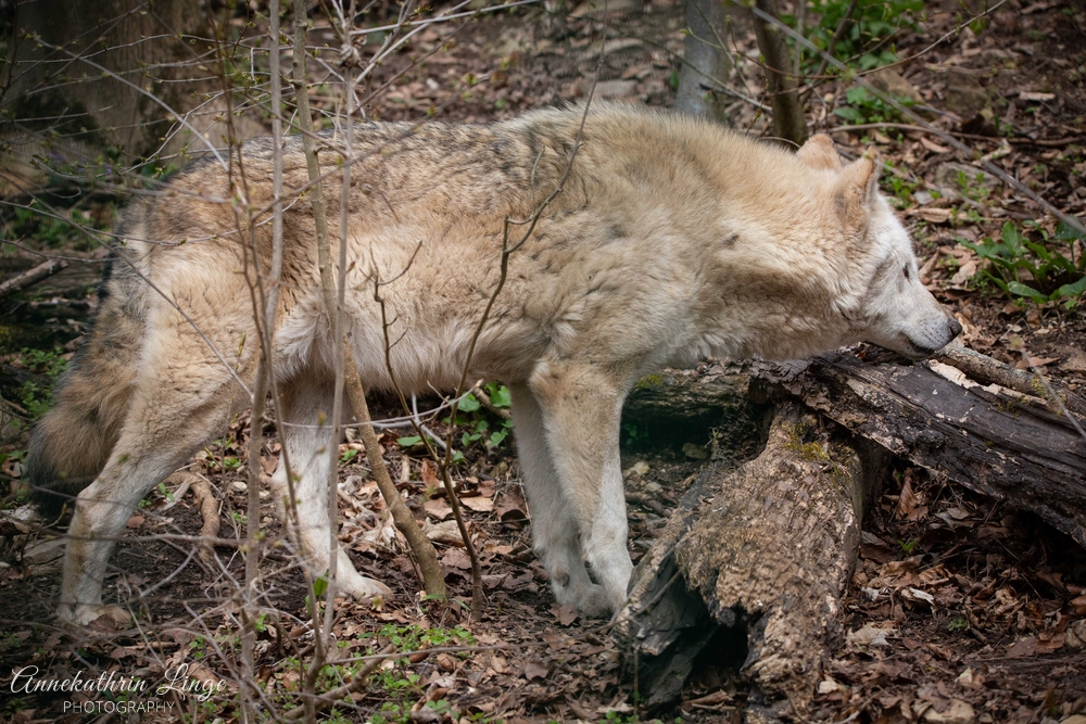 Alternativer Bärenpark Worbis