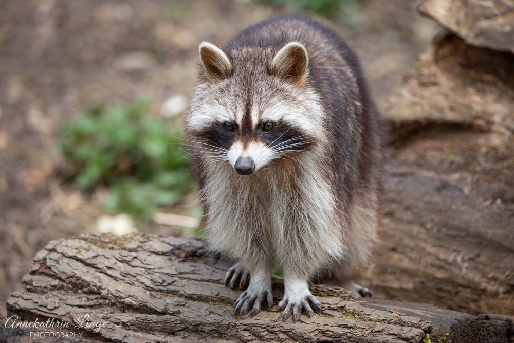 Alternativer Bärenpark Worbis