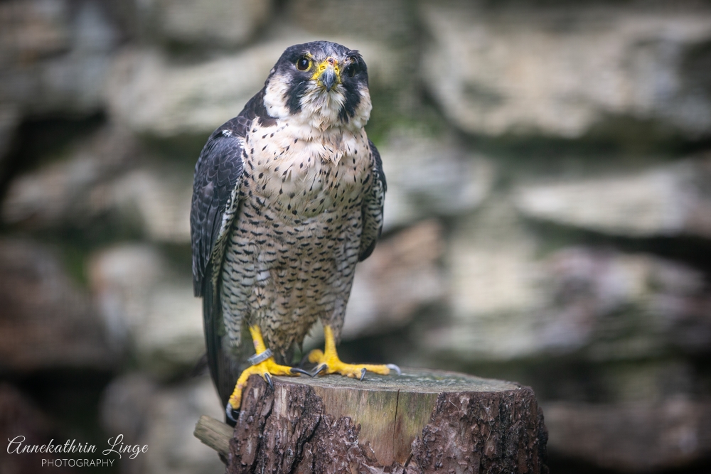 Bayerwald-Tierpark Lohberg